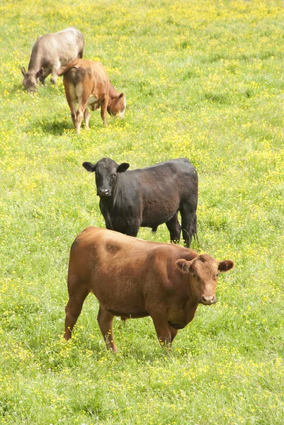 Roodbaarzen — Stockfoto