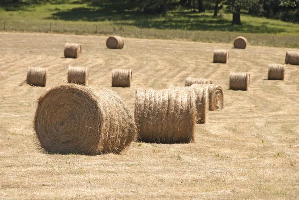 Campo de feno — Fotografia de Stock