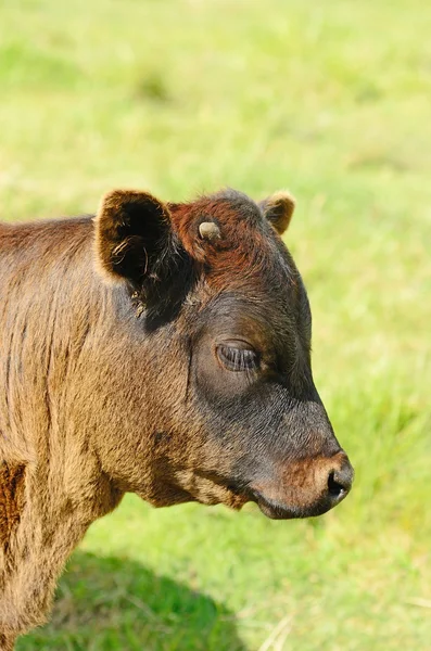 Longhorn cieląt — Zdjęcie stockowe