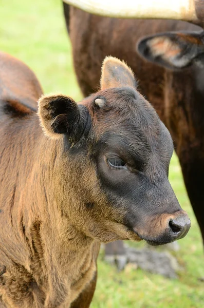 Longhorn buzağı — Stok fotoğraf