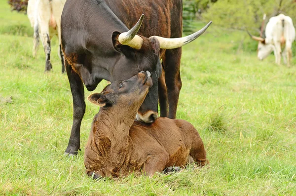 Longhorn telata — Stock fotografie