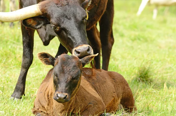 Bezerros Longhorn — Fotografia de Stock