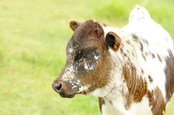 Longhorn cieląt — Zdjęcie stockowe