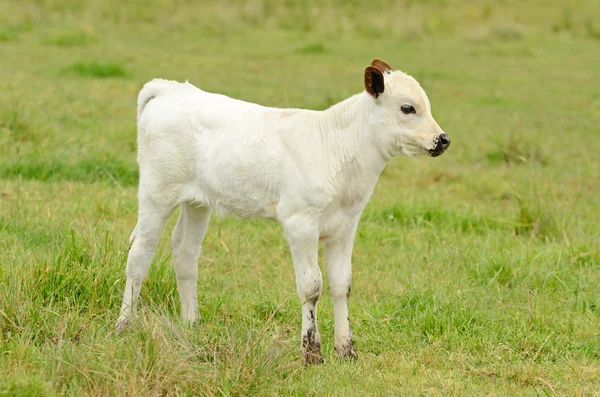 Longhorn kalveren — Stockfoto