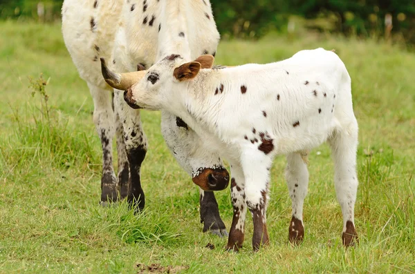 Bezerros Longhorn — Fotografia de Stock