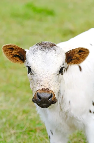 Longhorn Calves — Stock Photo, Image
