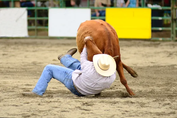 Steer Wrestling — Zdjęcie stockowe