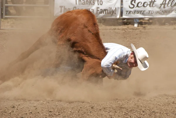 Steer Wrestling — Stock Photo, Image