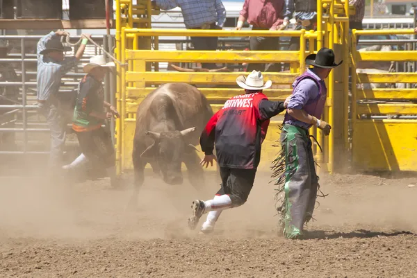 Paseo en toro — Foto de Stock