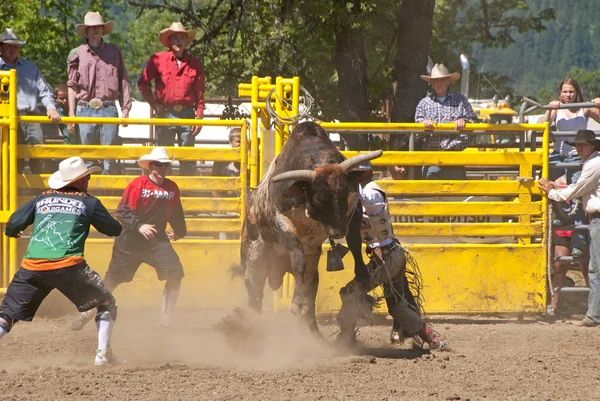 Bull Ride — Stock Photo, Image