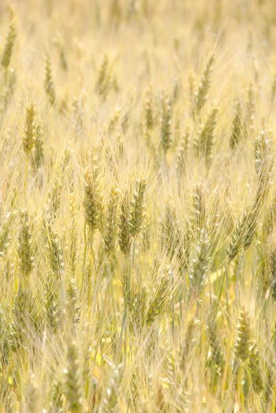 Sauvie Wheat — Stock Photo, Image