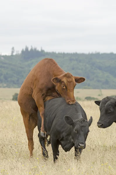 Angus Cross — Stock Photo, Image