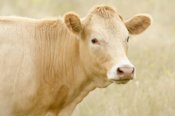 Cruz de Angus — Foto de Stock