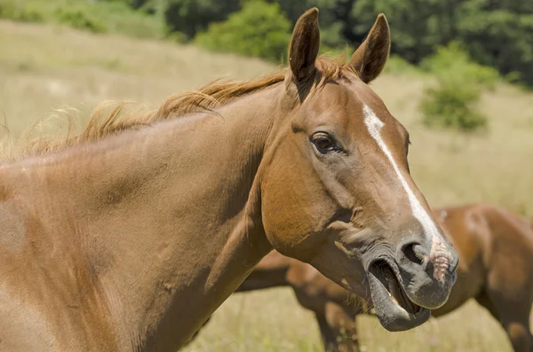 Arbetande häst — Stockfoto