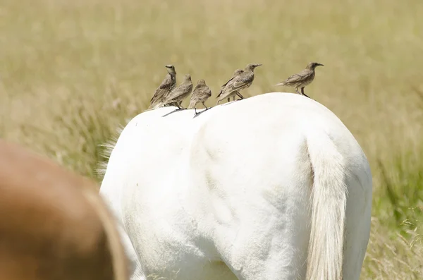 Cavallo da lavoro — Foto Stock