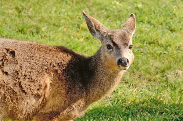 Svarthalshugger – stockfoto