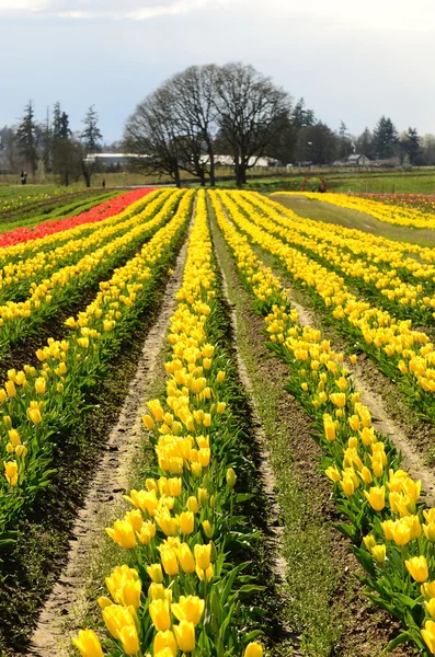 Willamette Tulpen — Stockfoto