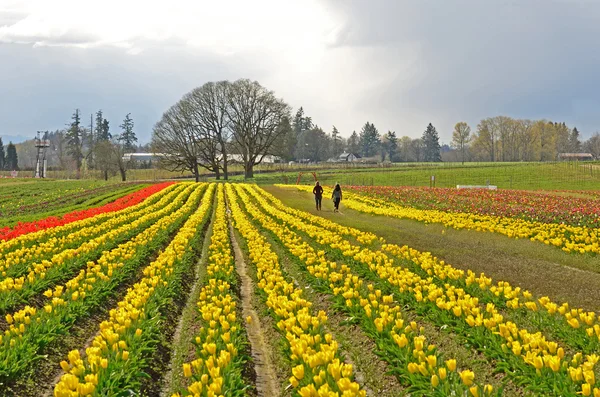 Willamette tulipán — Stock Fotó