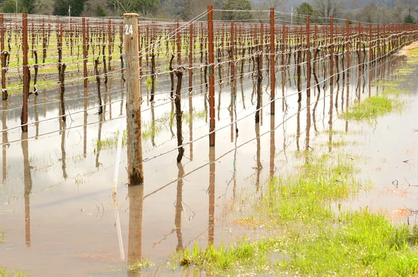 Wine Flood — Stock Photo, Image