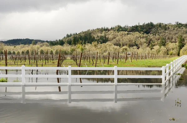 Inundação do vinho — Fotografia de Stock