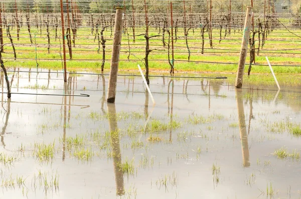 Wine Flood — Stock Photo, Image