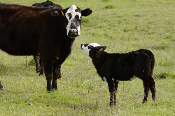 Bezerro angus — Fotografia de Stock