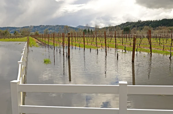 Inundación de vino — Foto de Stock
