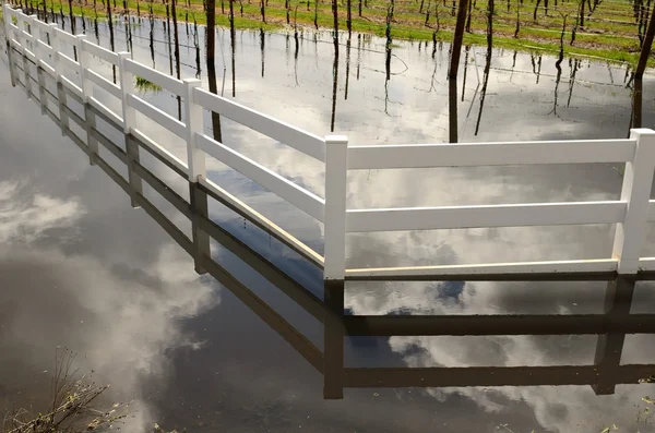 Víno povodeň — Stock fotografie