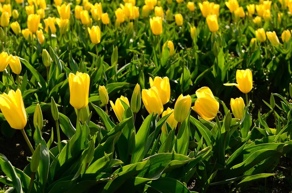 Tulipani Willamette — Foto Stock