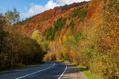 Sonbahar dağ manzarası. Sarı ve kırmızıya boyanmış sonbahar ağaçları. Küçük bir yolun kenarında yeşil iğnelerle birleştirilmiş. Ukrayna Karpatları 'nda renkli sonbahar manzarası.