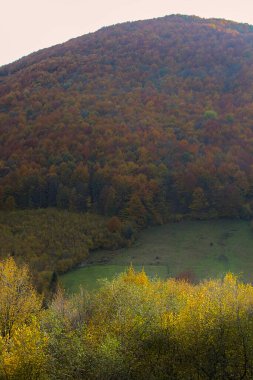 Sonbaharda vadilerin, sıradağların ve ormanların güzel manzarası. Ukrayna Karpatları 'nda renkli sonbahar manzarası. Sarı ve kırmızı ağaçlar. Panoramik görünüm.