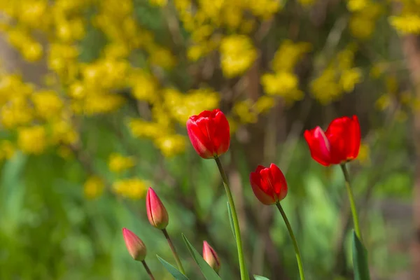 Splendidi Tulipani Rosso Brillante Con Cespugli Verdi Gialli Sullo Sfondo — Foto Stock