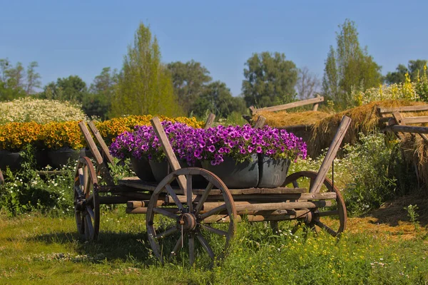 Vecchio Carrello Legno Ruote Con Vasi Fiori Parco Cittadino Vecchia — Foto Stock