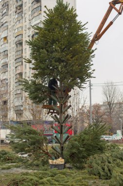 Kyiv, Ukrayna - 16 Aralık 2020: Meydanda bir Noel ağacı kurulması. Yeni yıla ve Noel 'e hazırlanıyorum. Kış tatili.