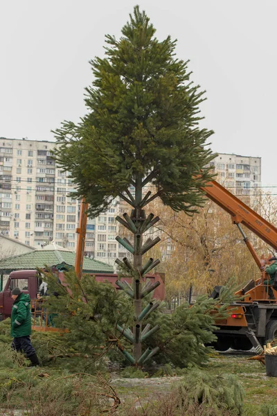 Kiev Ucrania Diciembre 2020 Instalación Árbol Navidad Plaza Preparándose Para — Foto de Stock