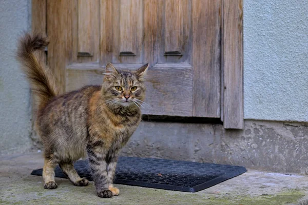 Çalı Kuyruklu Güzel Bir Evcil Kedi Eski Bir Evin Ahşap — Stok fotoğraf