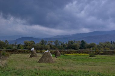 Ukrayna Karpatlarının eteklerindeki saman yığınları. Bulutlu bir gün. Dağların tepeleri kalın bulutlarla gizlidir..