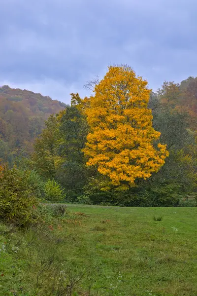 Cena Paisagem Outono Colorido Nos Cárpatos Ucranianos Uma Árvore Autoportante — Fotografia de Stock