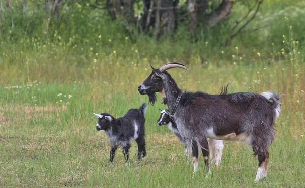 小さな子供の隣の牧草地に大きな角を持つサラブレッドのヤギ ヤギの家族だ 農場の動物は草を食べる ウクライナのオデッサ州 — ストック写真