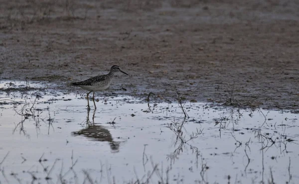 Kaunis Luontokohtaus Wood Sandpiper Hiekkapiipari Syötetään Matalassa Vedessä Luonnonvarainen Lintu — kuvapankkivalokuva