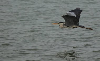 Gri Heron veya Ardea Cinerea. Gri balıkçıl uçuyor. Bu balıkçılgiller (Ardeidae) familyasından uzun bacaklı yırtıcı bir kuş. Odessa Oblast, Ukrayna.