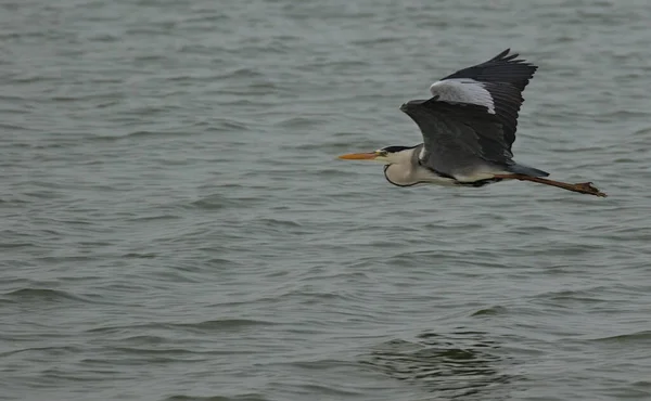 Gri Heron Veya Ardea Cinerea Gri Balıkçıl Uçuyor Balıkçılgiller Ardeidae — Stok fotoğraf