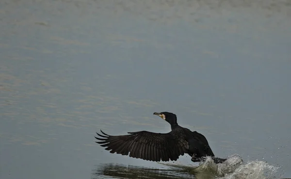 Grande Corvo Marinho Negro Correndo Sobre Água Seu Habitat Natural — Fotografia de Stock