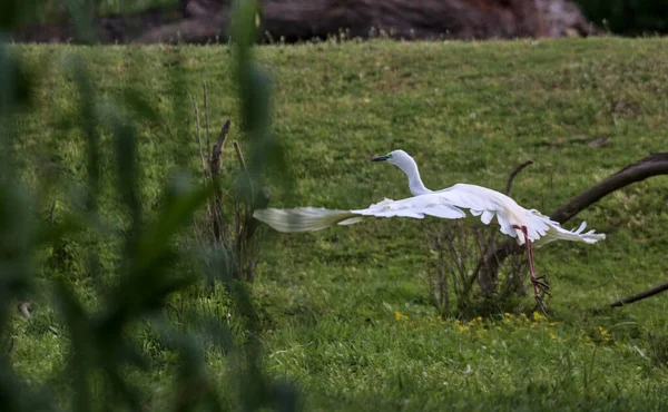 大白鹭 也被称为普通白鹭 大白鹭 大白鹭或大白鹭 一只张开翅膀的大野鸟起飞了 自然栖息地乌克兰敖德萨州 — 图库照片