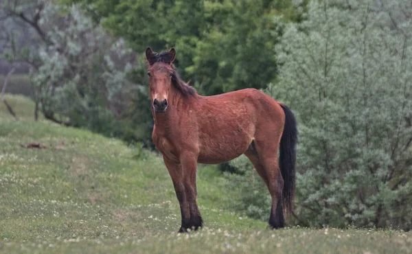 Portrait Dark Brown Beautiful Horse His Head Raised Green Meadow — Stock Photo, Image