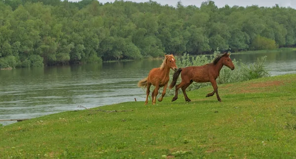 Pair Running Horses Deserted Island Natural Habitat Photograph Wild Mammals — ストック写真