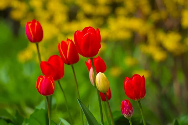 Splendidi Tulipani Rosso Brillante Con Cespugli Verdi Gialli Sullo Sfondo — Foto Stock