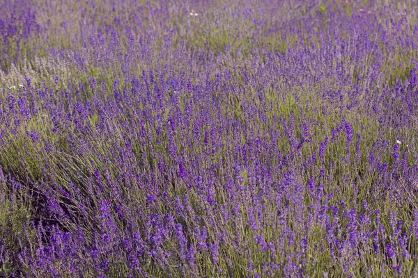 Image Shows Very Beautiful View Rich Lavender Field Natural Herbal — Stock Photo, Image