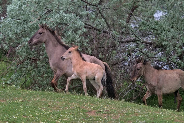 Herd Wild Horses Picturesque Deserted Island Natural Habitat Wildlife Photography — ストック写真
