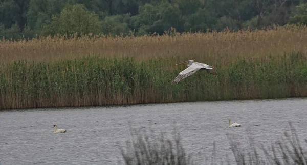 Pink Backed Pelican Flies Outstretched Wings Colorful Nature Background Natural — 스톡 사진